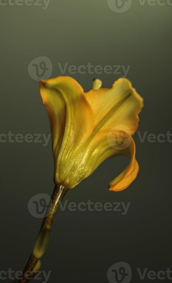 Yellow Day Lily . View from rear photo
