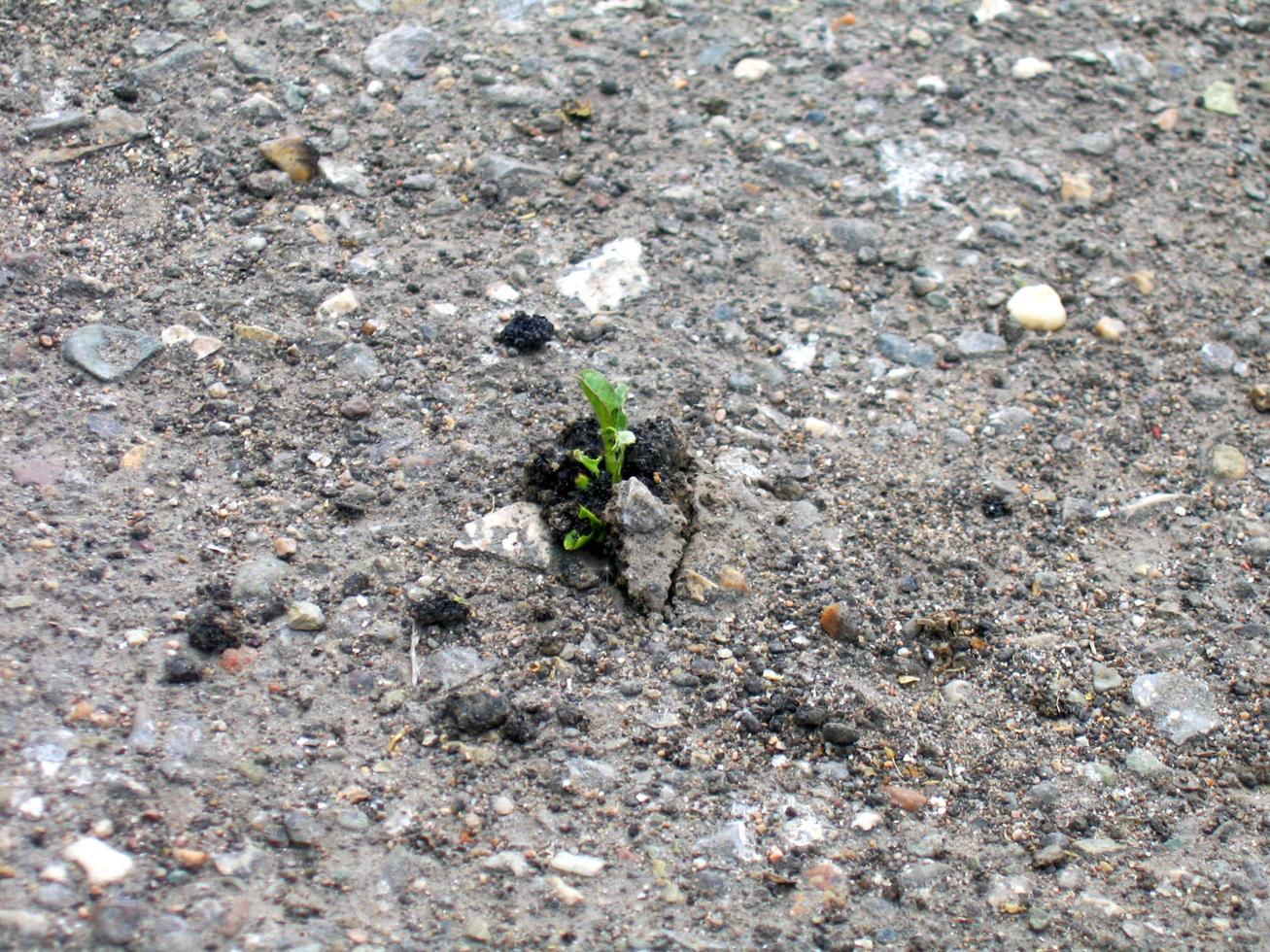 Growth sprout making its way through asphalt. Urbanization concept photo