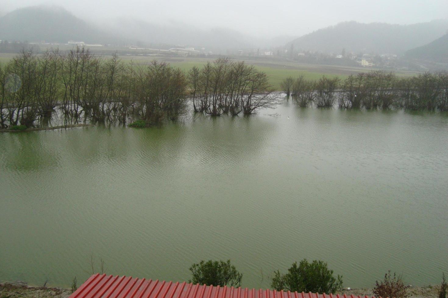 The Lake And Trees Into The Fog photo