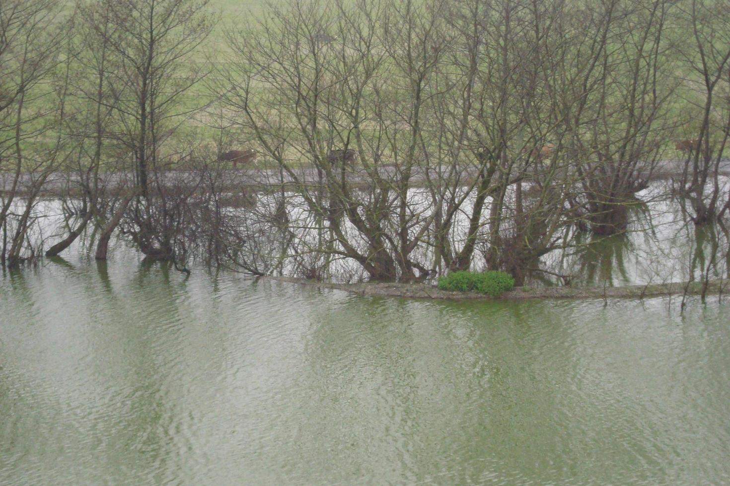 Swamp And Trees In Fall photo