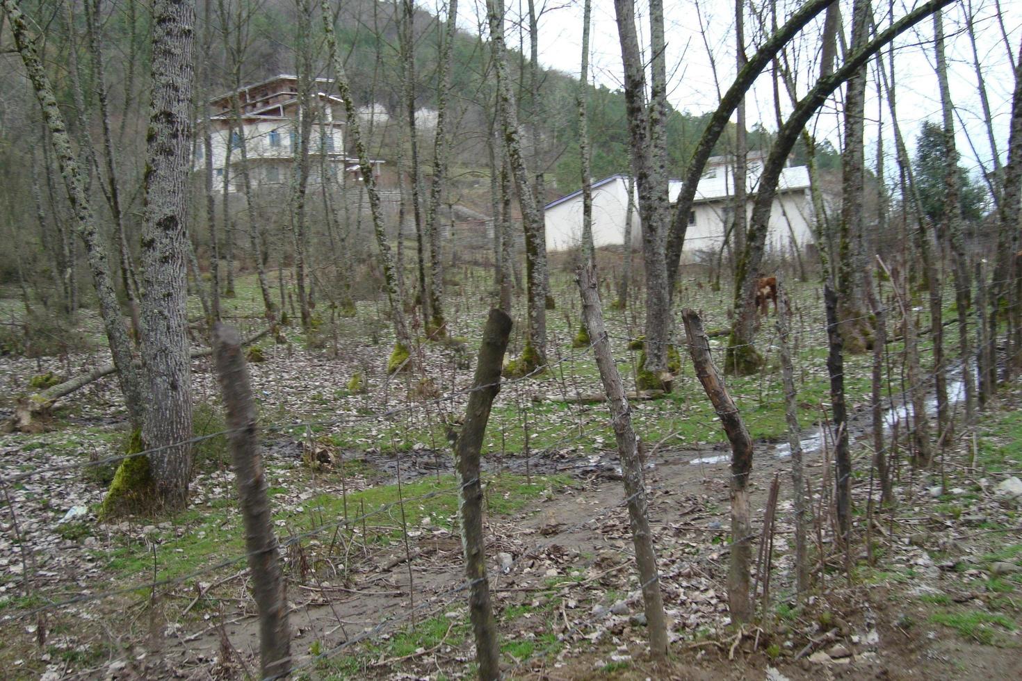 Trees And Houses In Woods photo