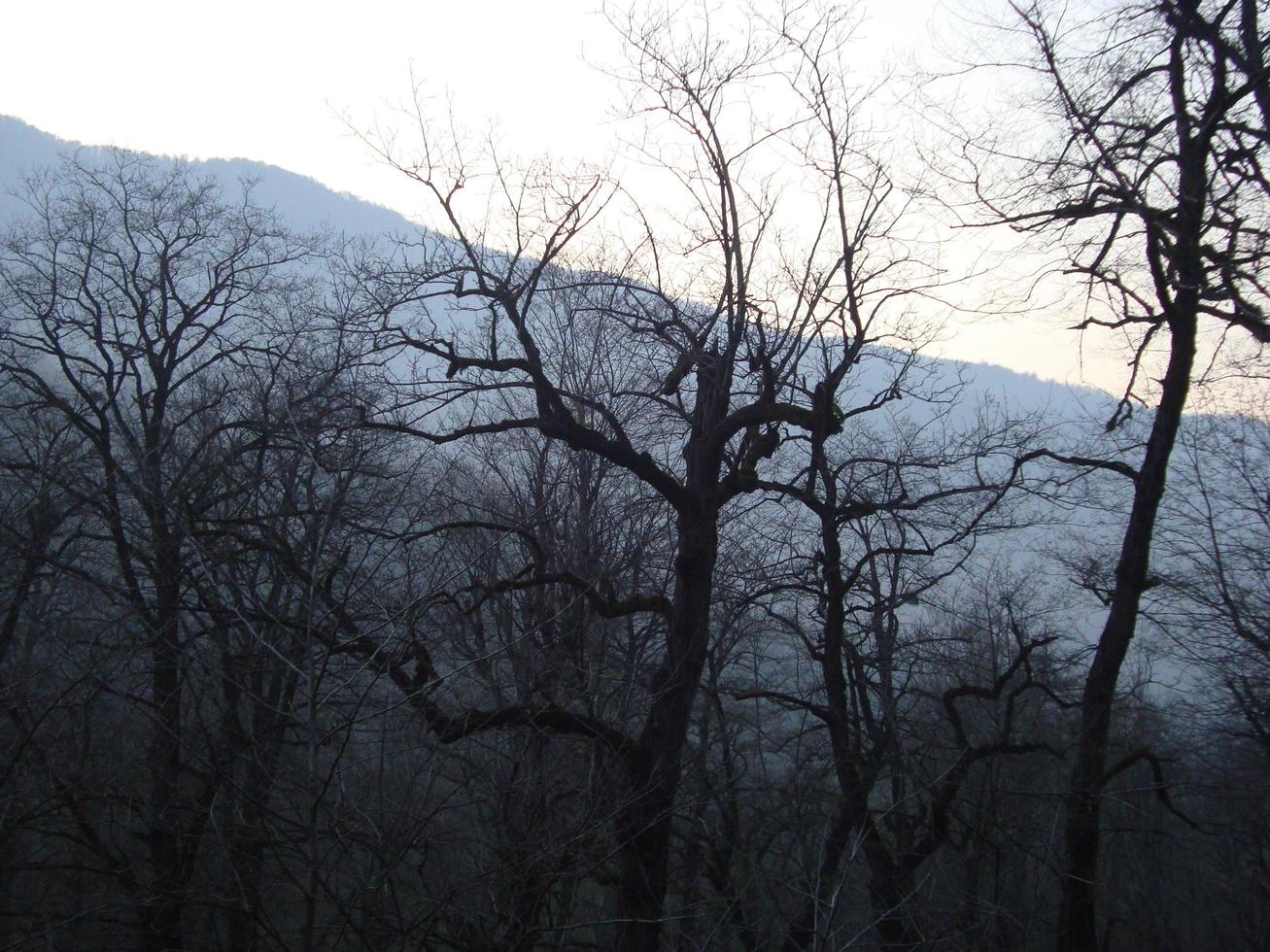 Foggy Morning The Mountains photo