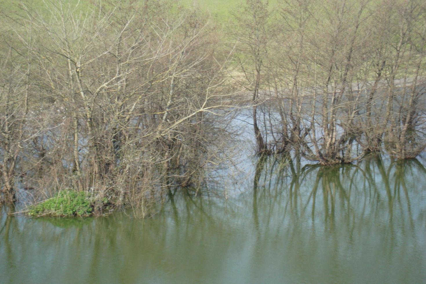 árbol y pantano silencioso foto