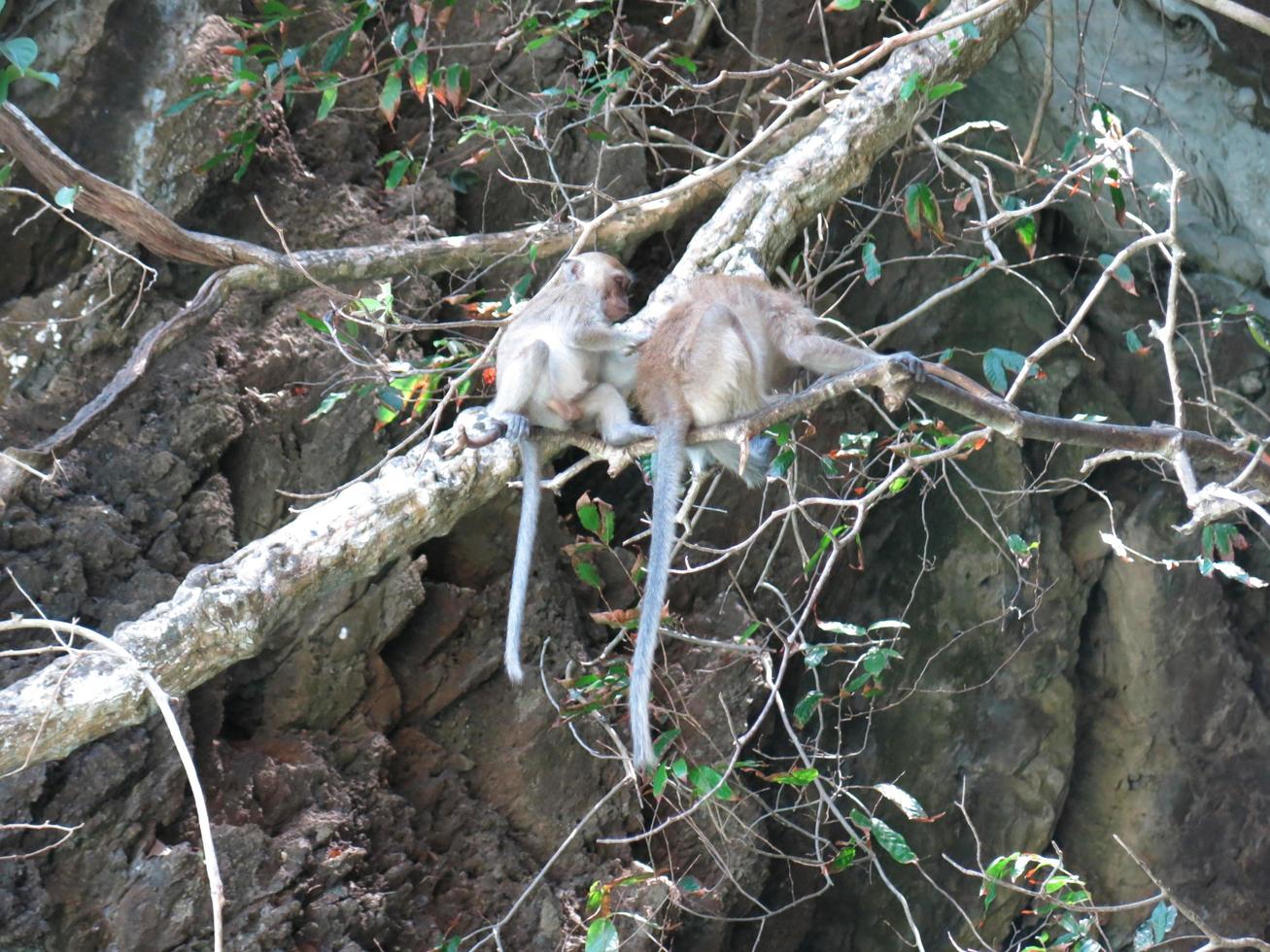 Wildlife In The Green Island photo