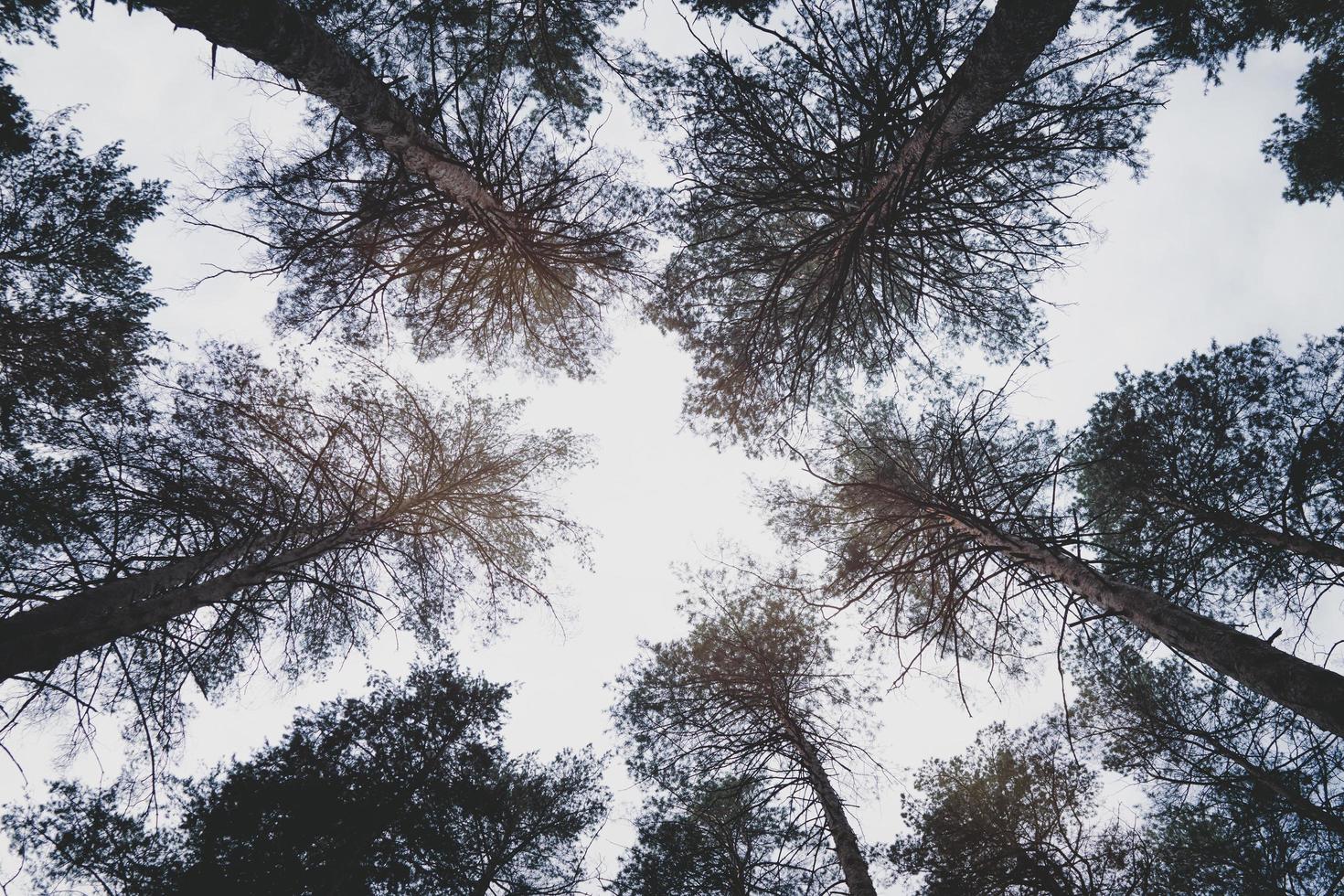 Dark gloomy tops of pine trees. photo