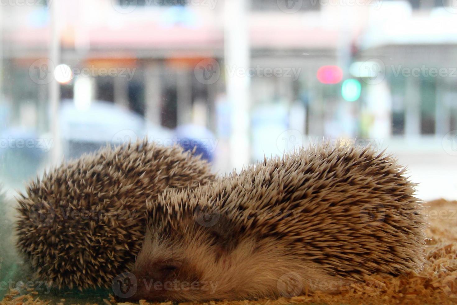 Two hedgehogs are sleeping in a glass terrarium. photo