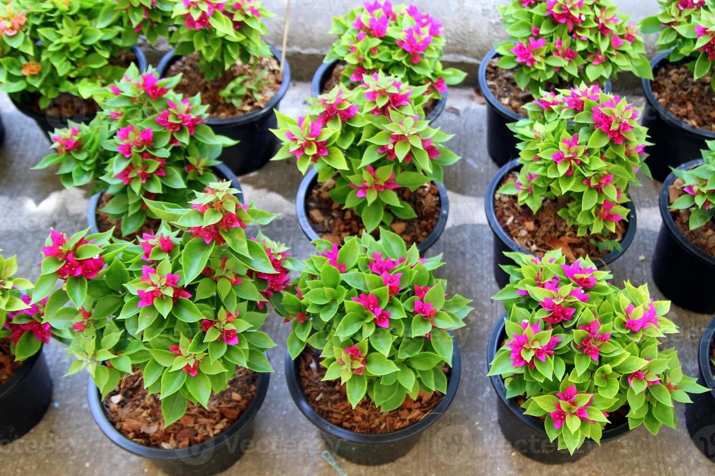 Travel to Bangkok, Thailand. The pink pot plants on the market. photo