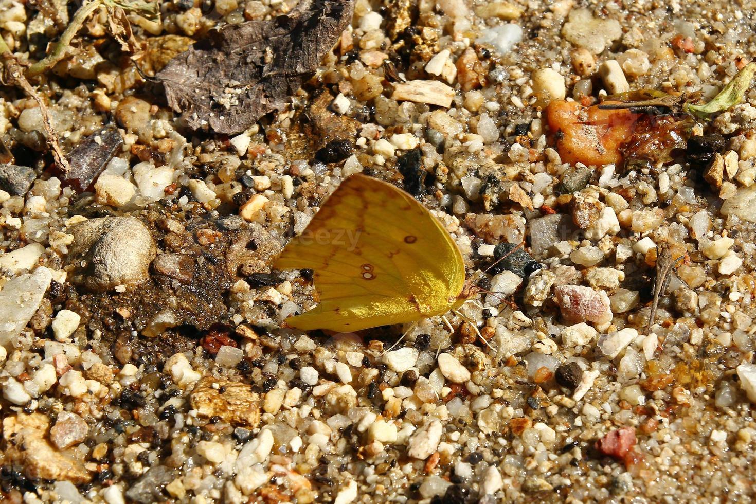 Yellow butterfly on a wet stones on a sunny day. photo