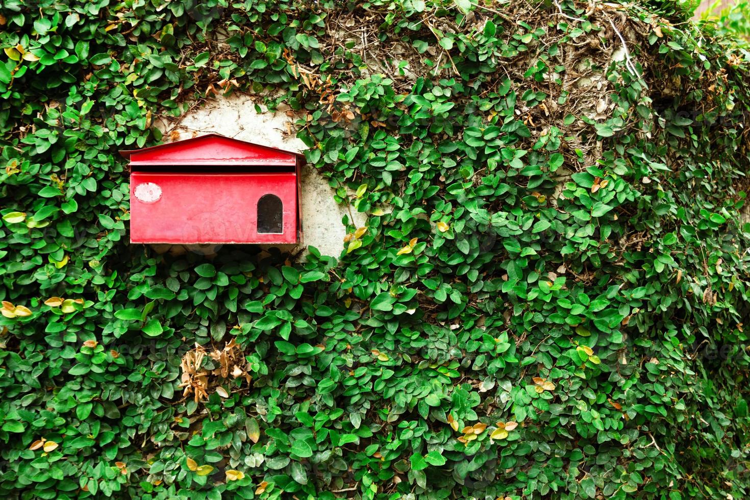 Old shabby red postbox on a wall with green leaves. Chiang Mai, Thailand. photo