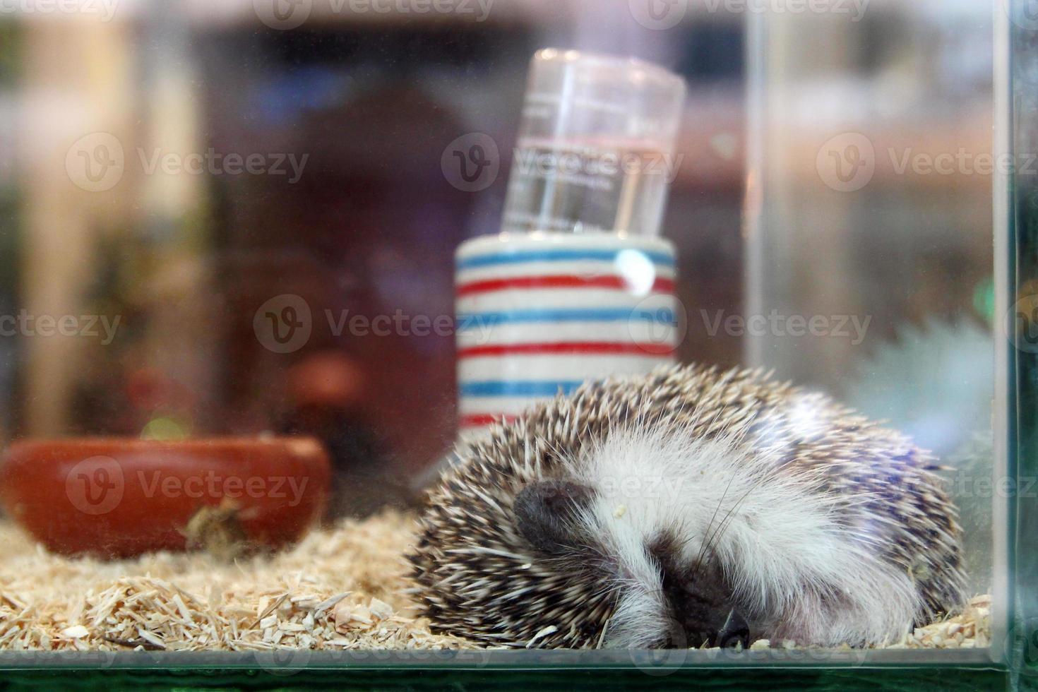 Small hedgehog is sleeping in a glass terrarium. photo