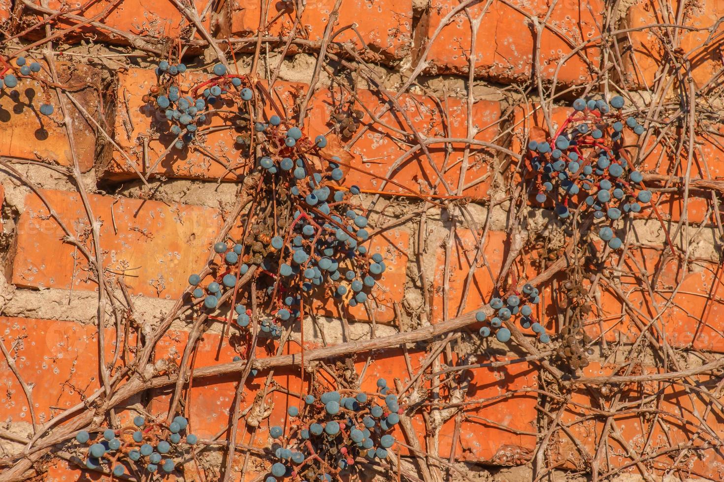 Climbing ornamental plant with bright red leaves of maiden grapes on wall in fall. Bright colors of autumn. Parthenocissus tricuspidata or Boston ivy changing color in Autumn. Nature pattern photo