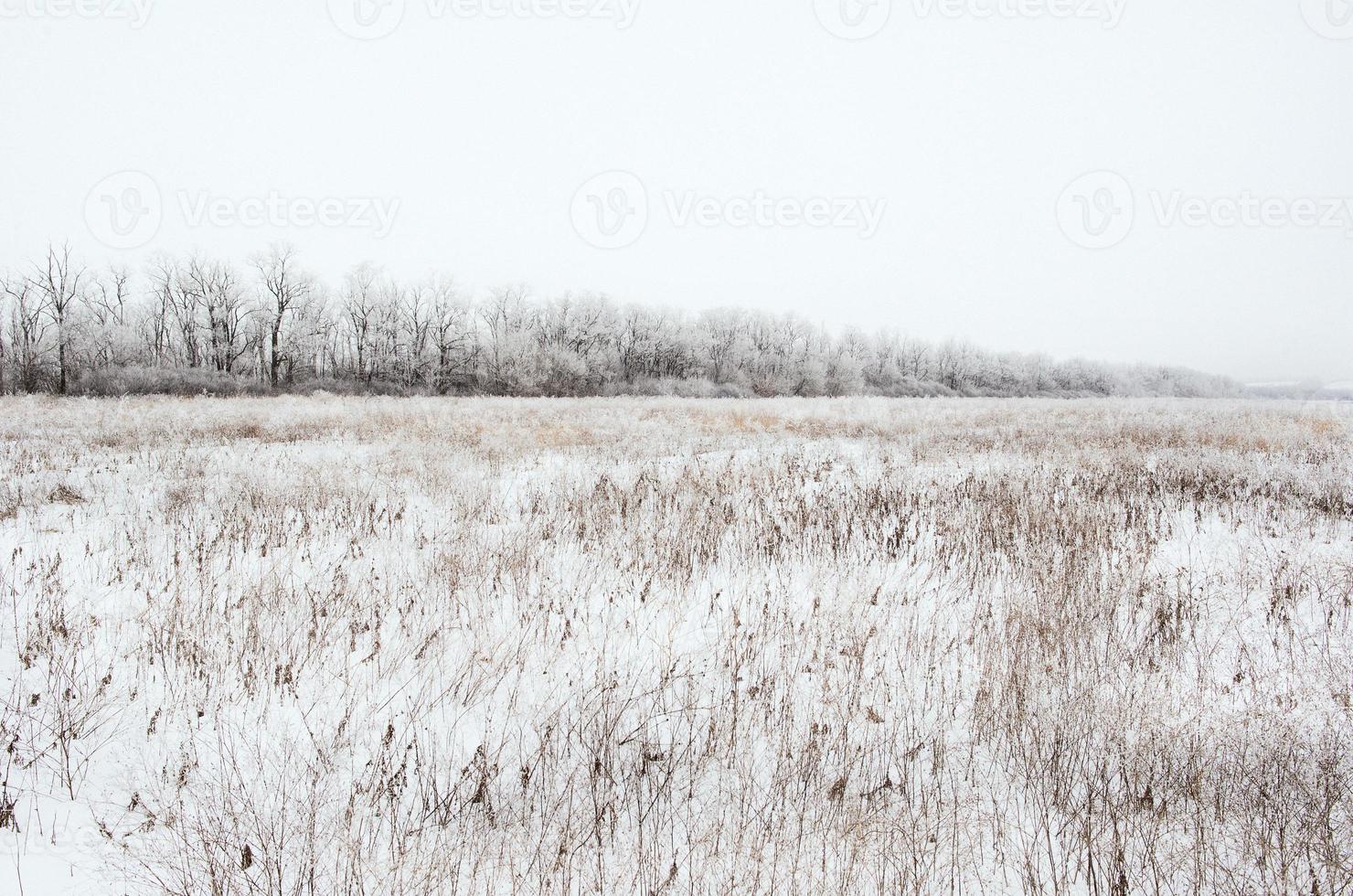 winter landscape of snowy field photo