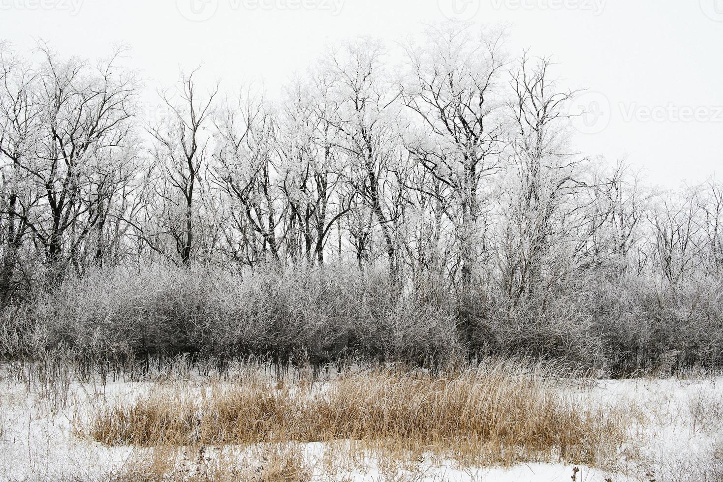 winter landscape of snowy field photo