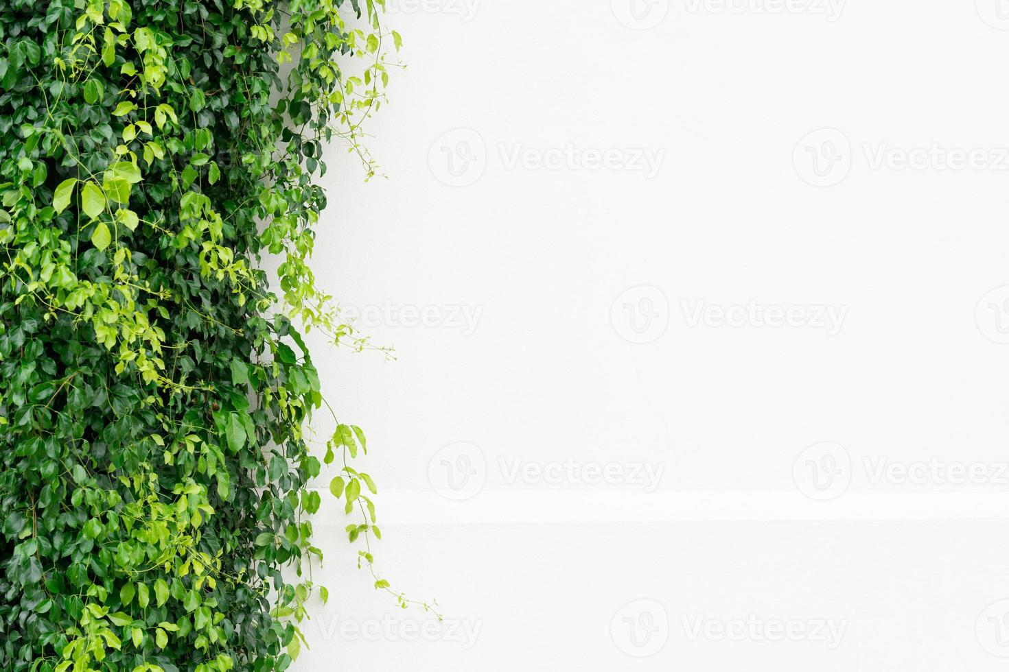 green leafs as frame and free space for text photo