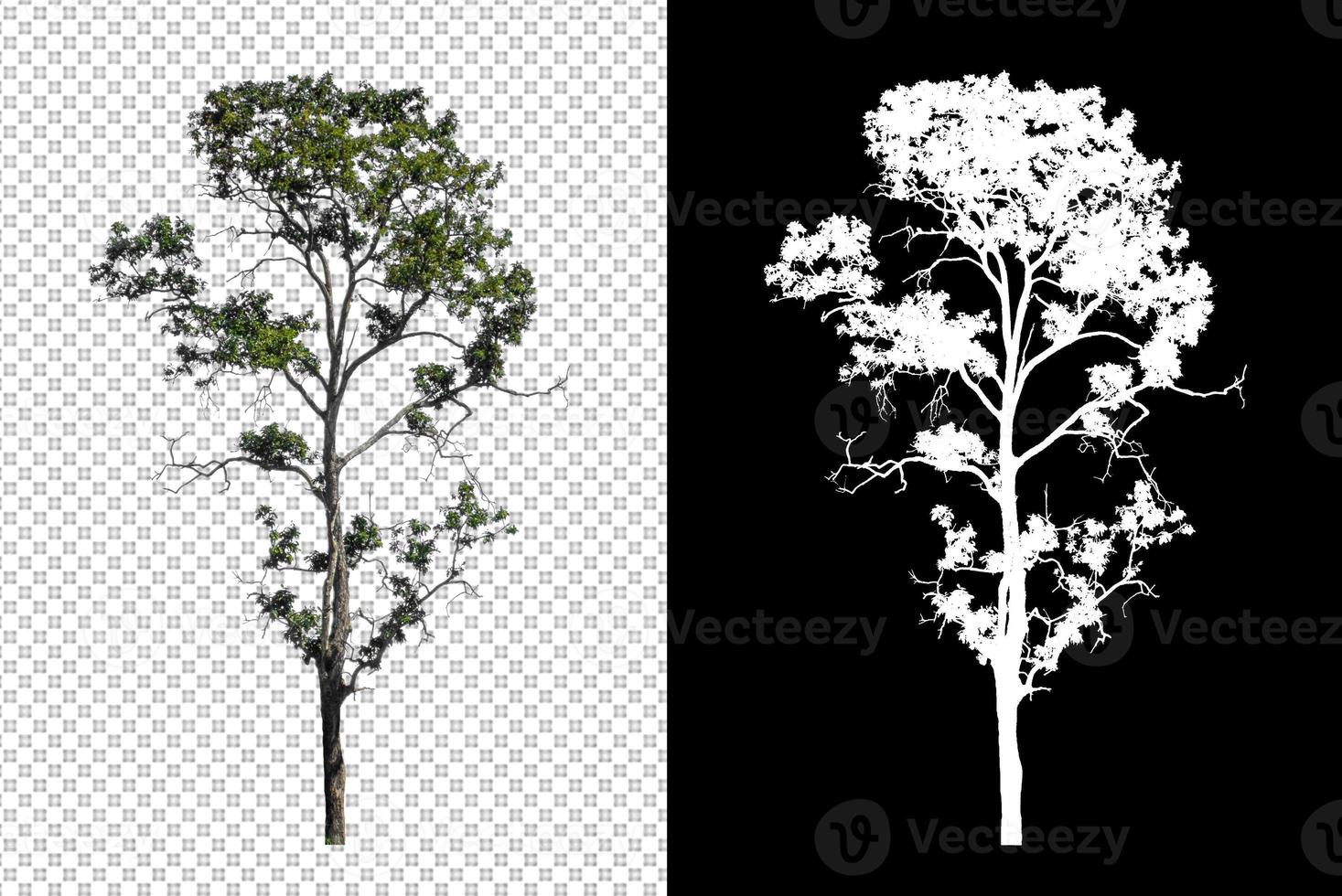 Tree on transparent picture background with clipping path, single tree with clipping path and alpha channel on black background photo