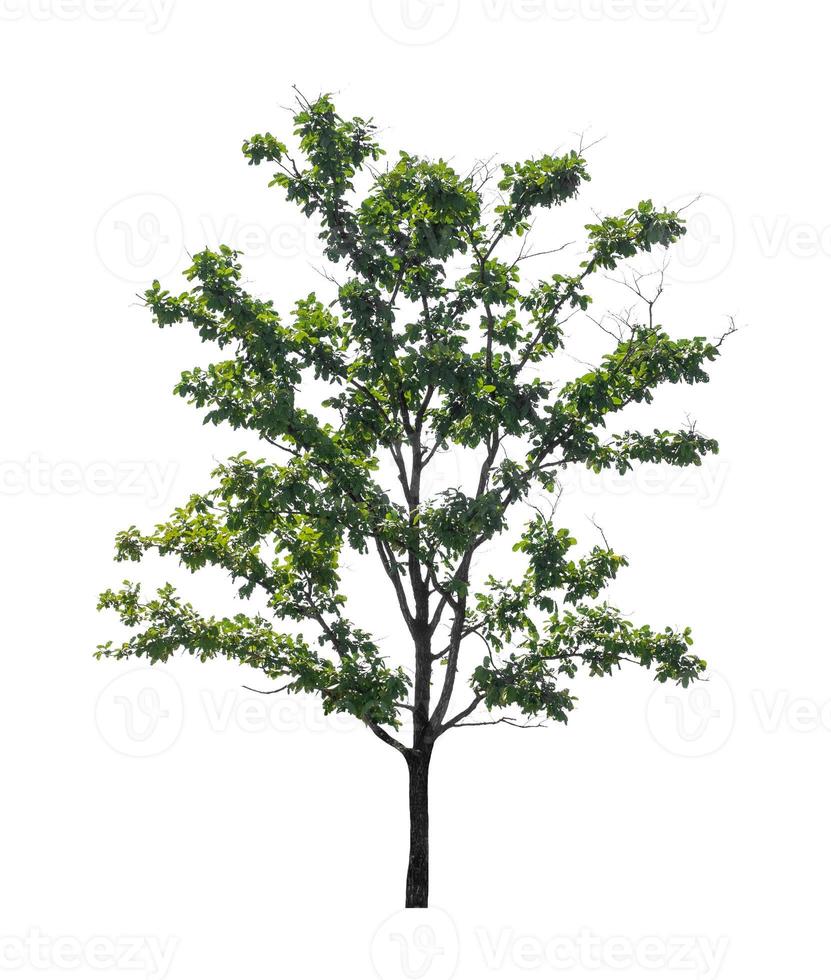 Tree that are isolated on a white background are suitable for both printing and web pages photo