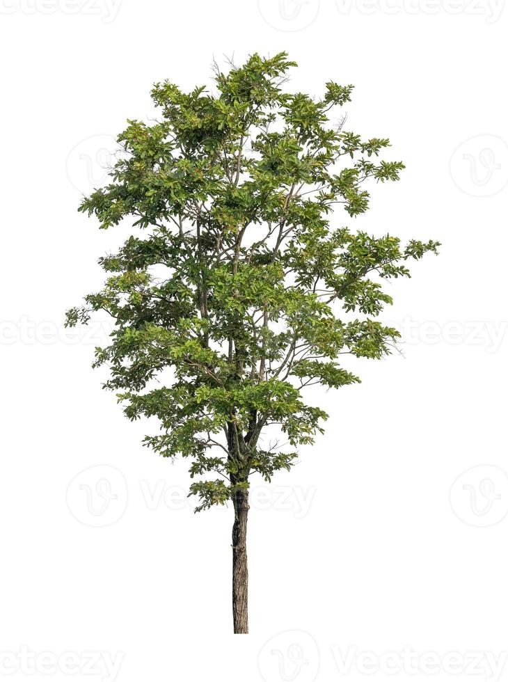 Tree that are isolated on a white background are suitable for both printing and web pages photo