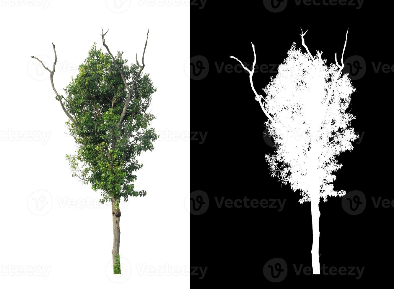 single tree with clipping path and alpha channel on black background photo