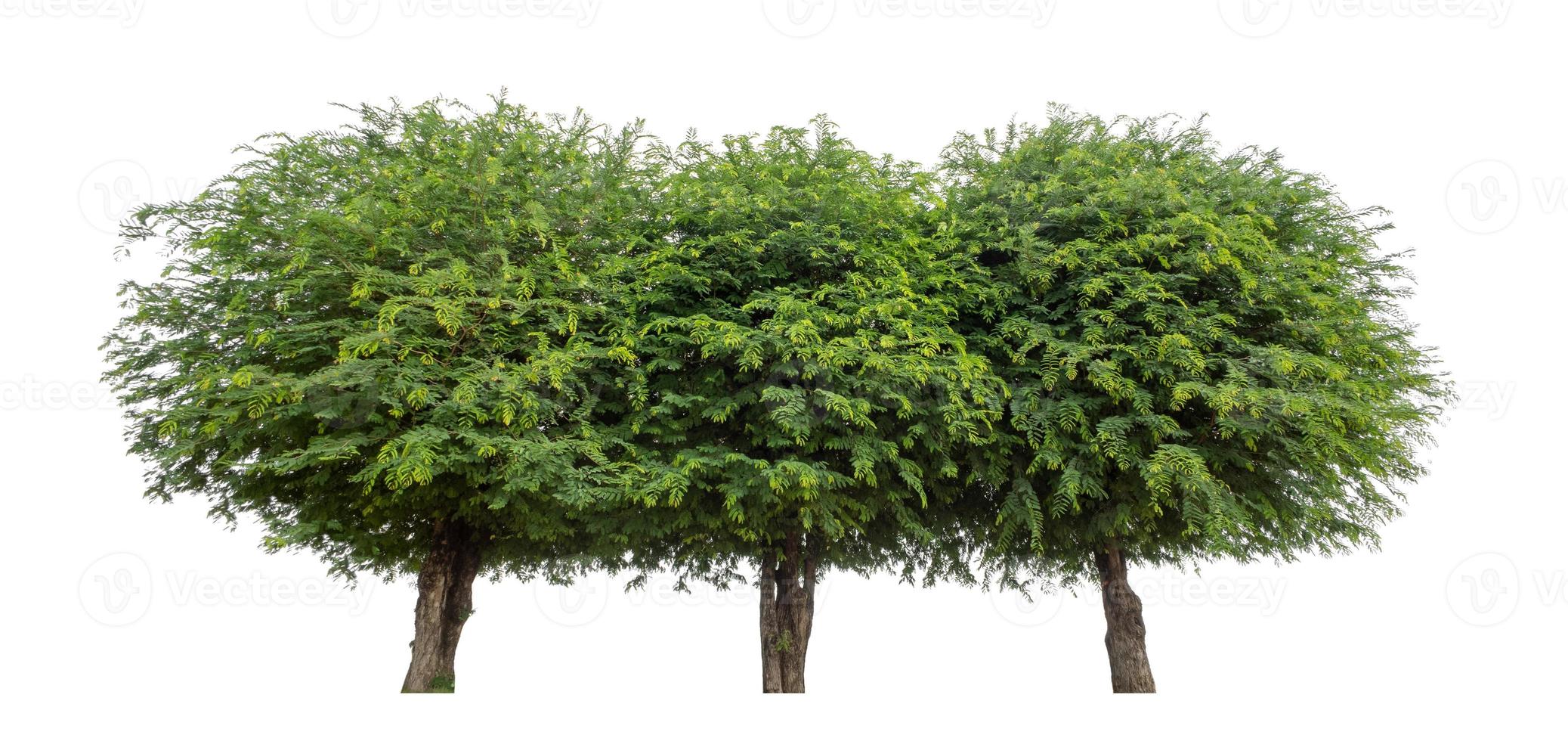 Tamarind tree that are isolated on a white background are suitable for both printing and web pages photo