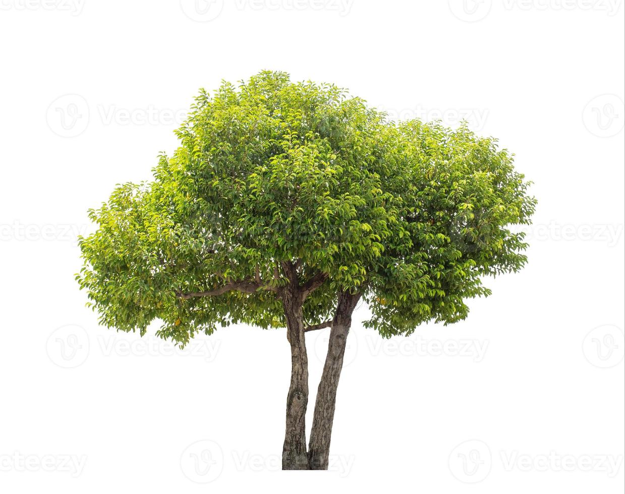 Tree that are isolated on a white background are suitable for both printing and web pages photo