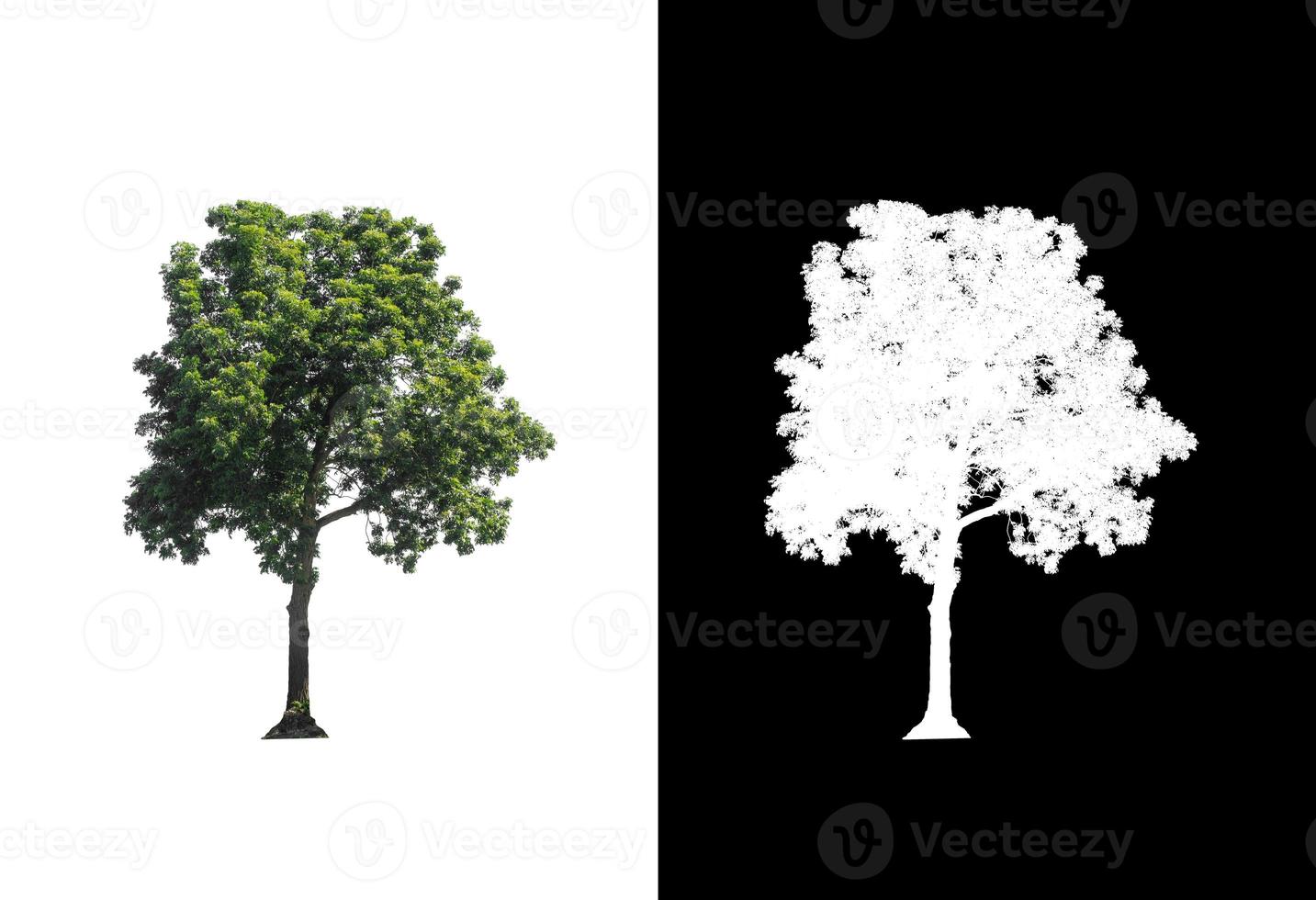 single tree with clipping path and alpha channel on black background photo