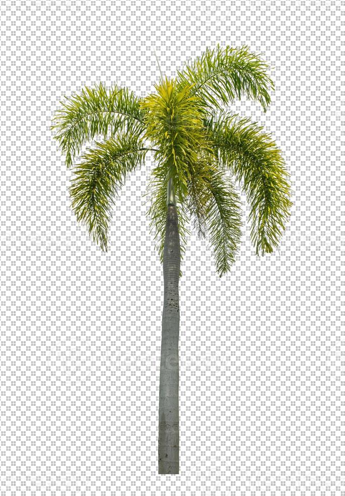 Palm tree on transparent picture background with clipping path, single tree with clipping path and alpha channel photo