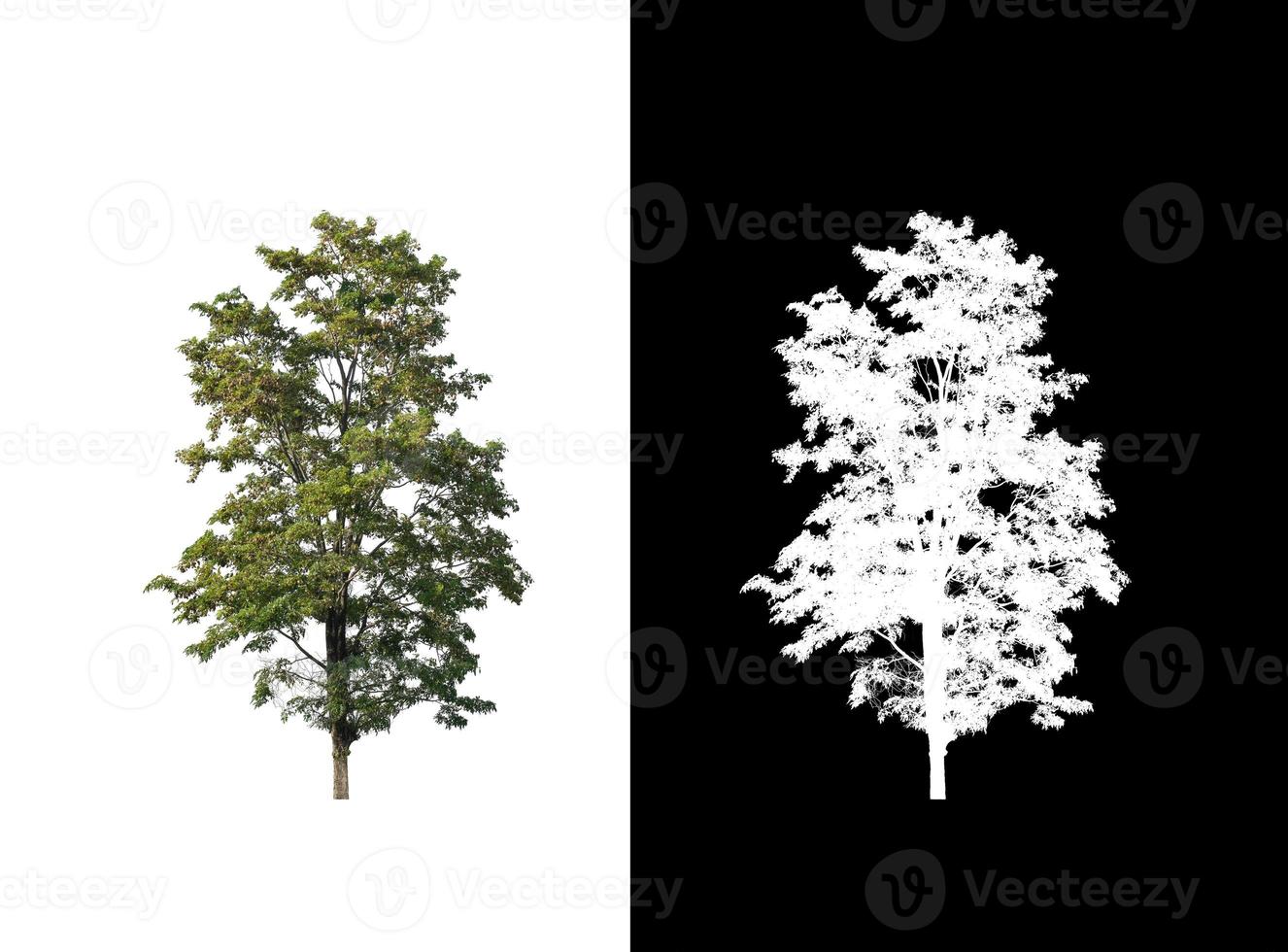 single tree with clipping path and alpha channel on black background photo