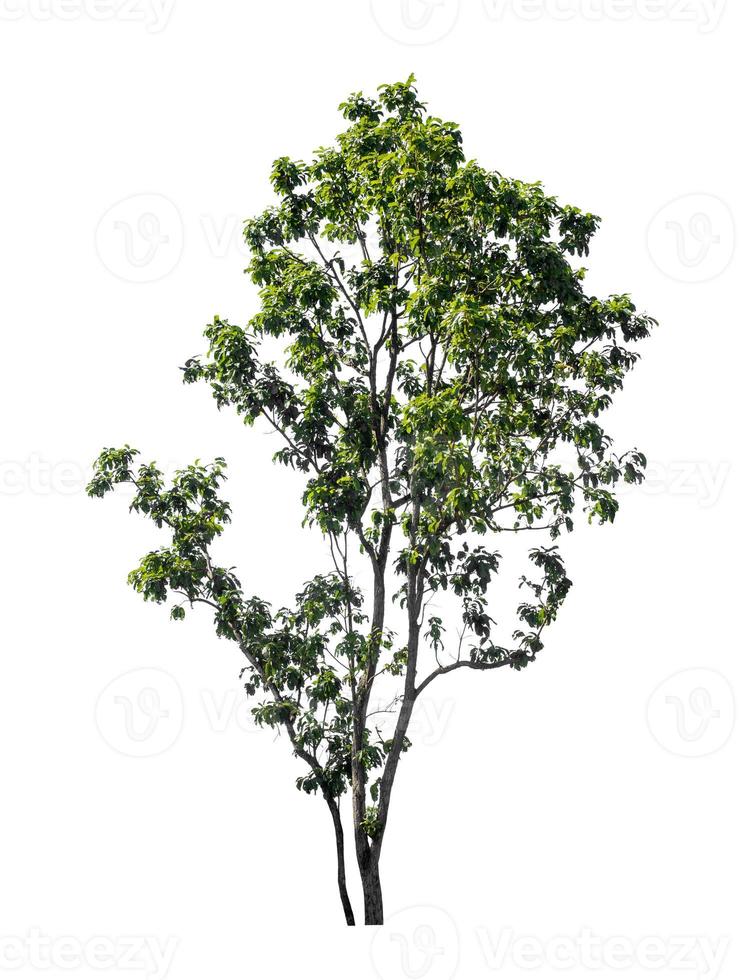 Tree that are isolated on a white background are suitable for both printing and web pages photo
