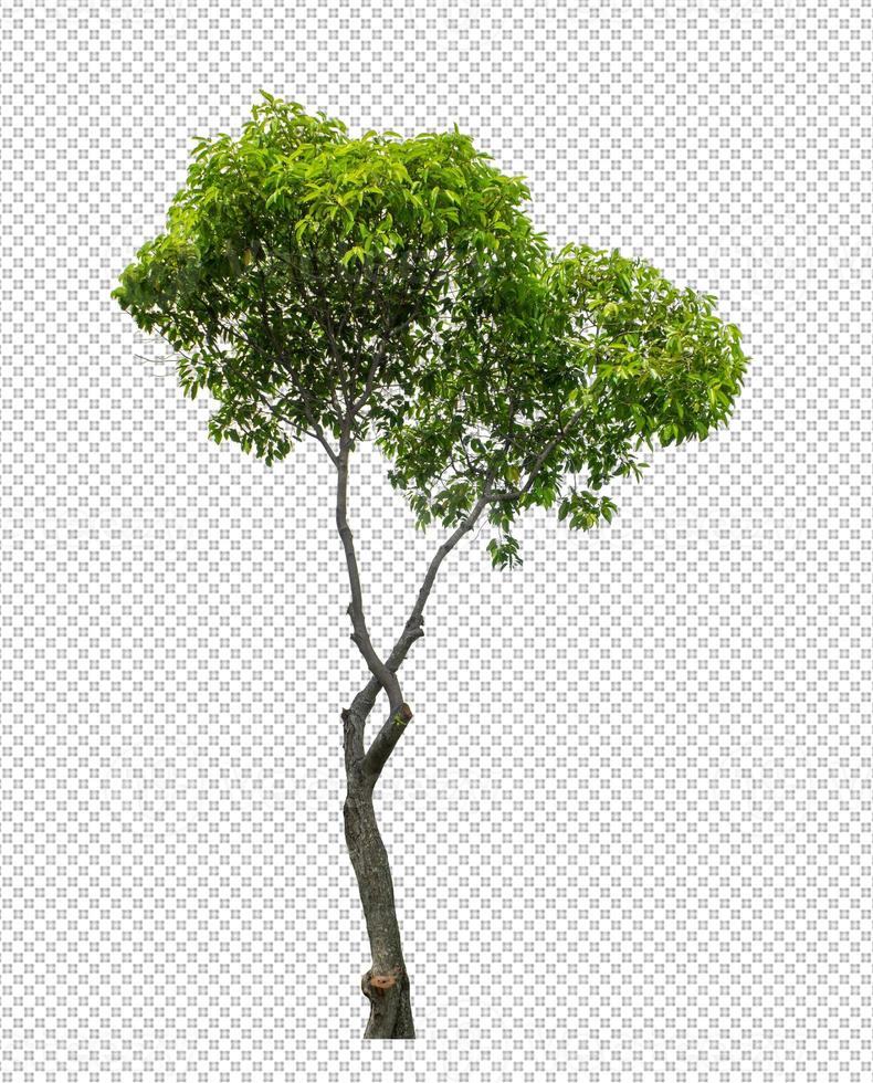 Tree on transparent picture background with clipping path photo