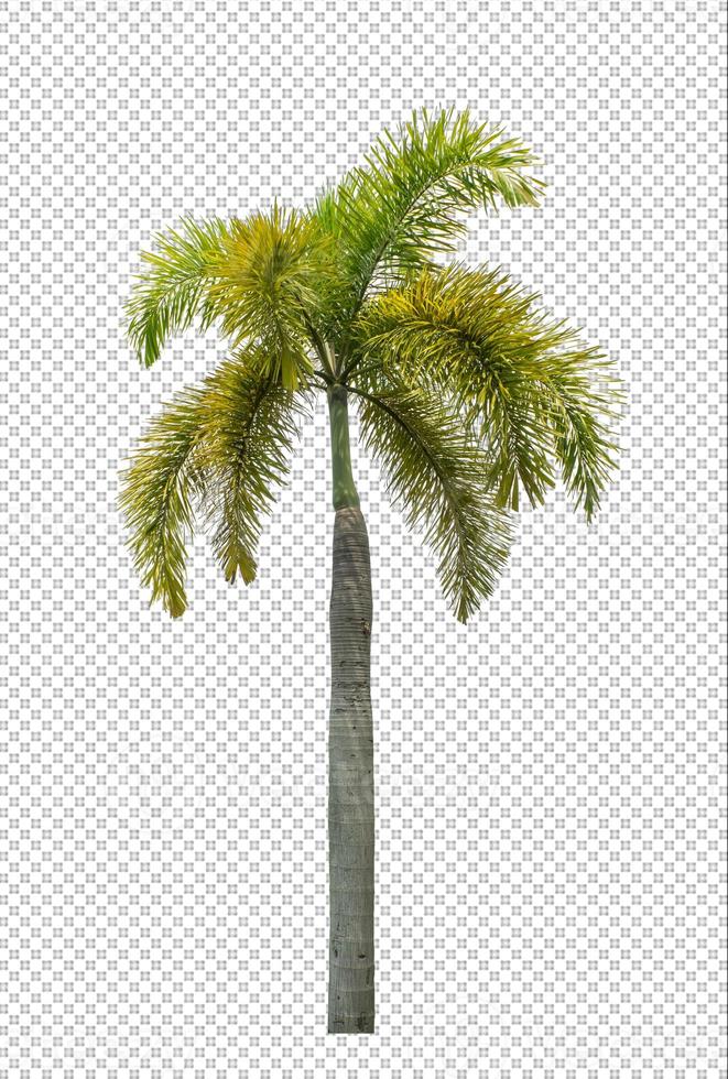 Palm tree on transparent picture background with clipping path, single tree with clipping path and alpha channel photo