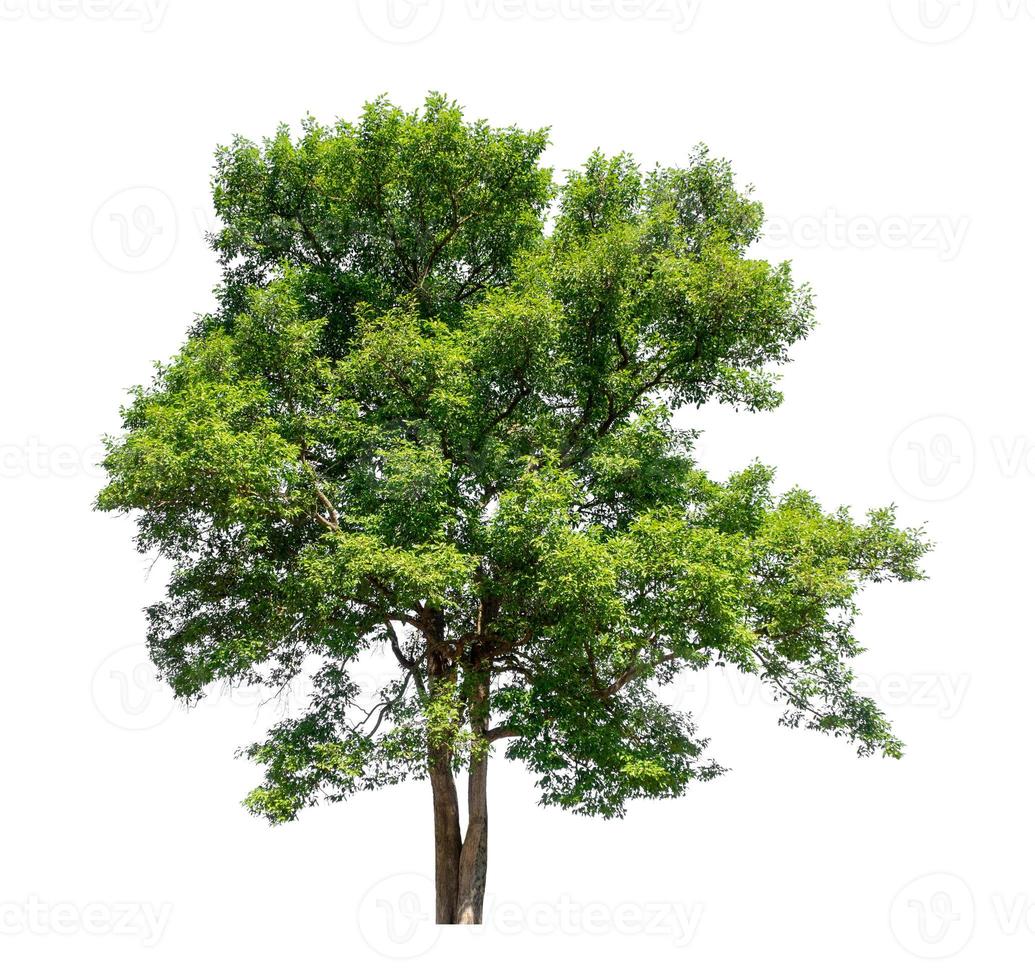 Tree that are isolated on a white background are suitable for both printing and web pages photo