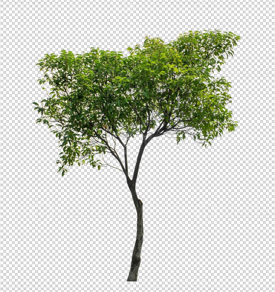 Tree on transparent picture background with clipping path photo