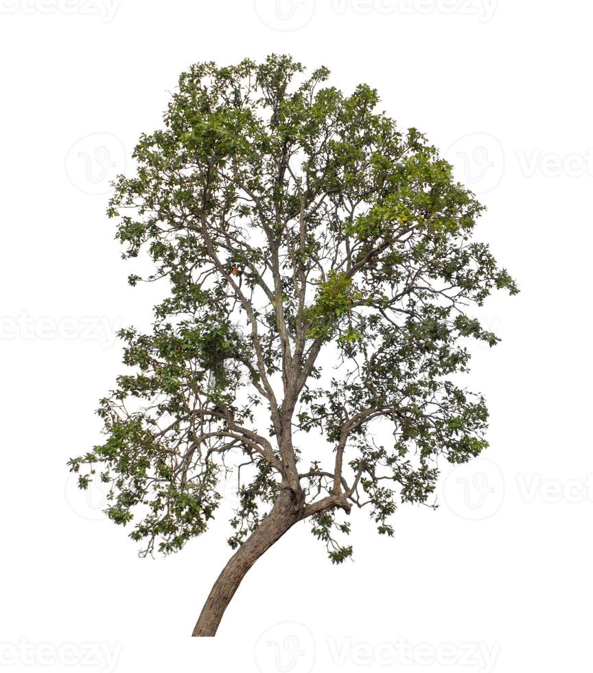 Tree that are isolated on a white background are suitable for both printing and web pages photo