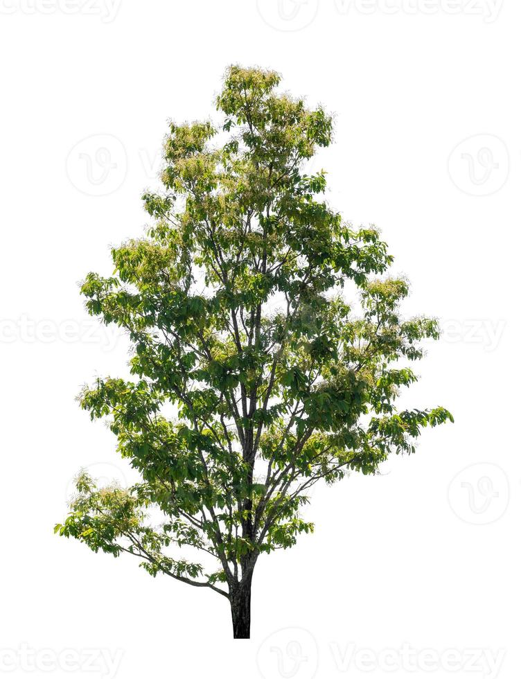 Tree that are isolated on a white background are suitable for both printing and web pages photo