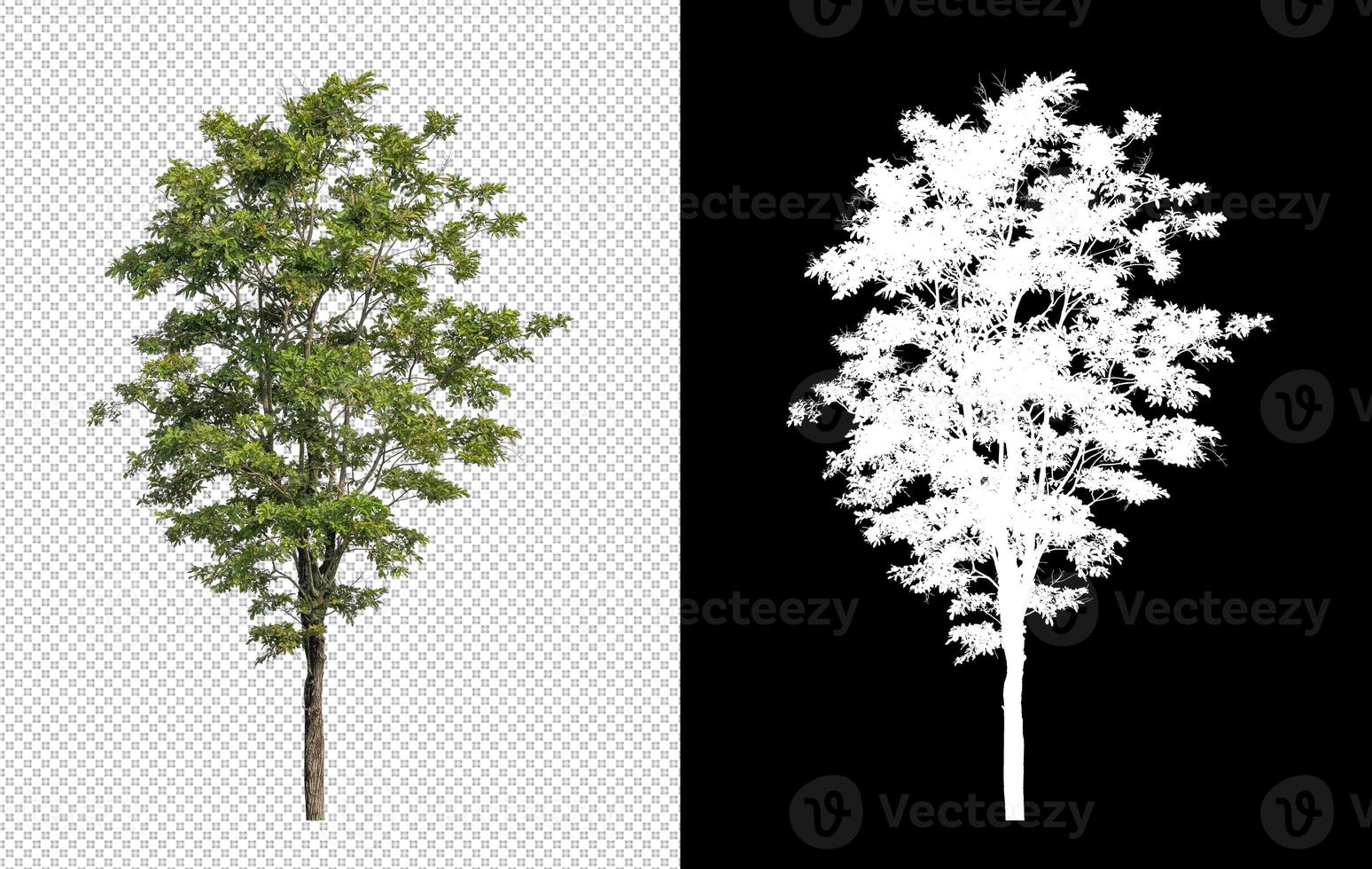 Tree on transparent picture background with clipping path, single tree with clipping path and alpha channel on black background photo