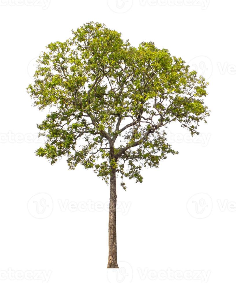 Tree that are isolated on a white background are suitable for both printing and web pages photo