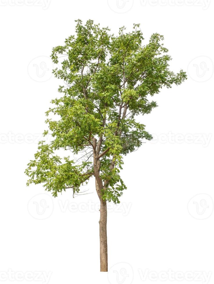 Tree that are isolated on a white background are suitable for both printing and web pages photo