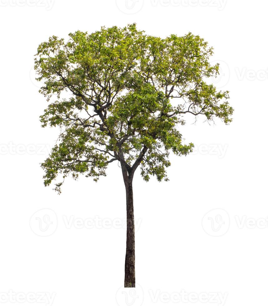 Tree that are isolated on a white background are suitable for both printing and web pages photo