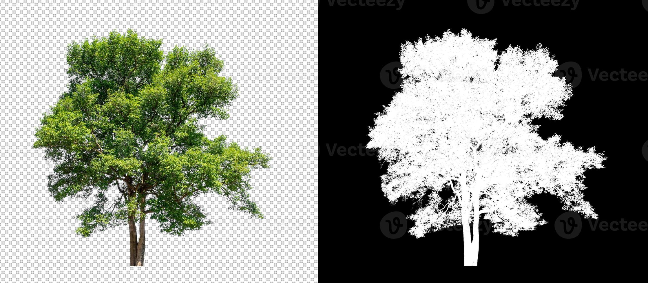 Tree on transparent picture background with clipping path, single tree with clipping path and alpha channel on black background photo