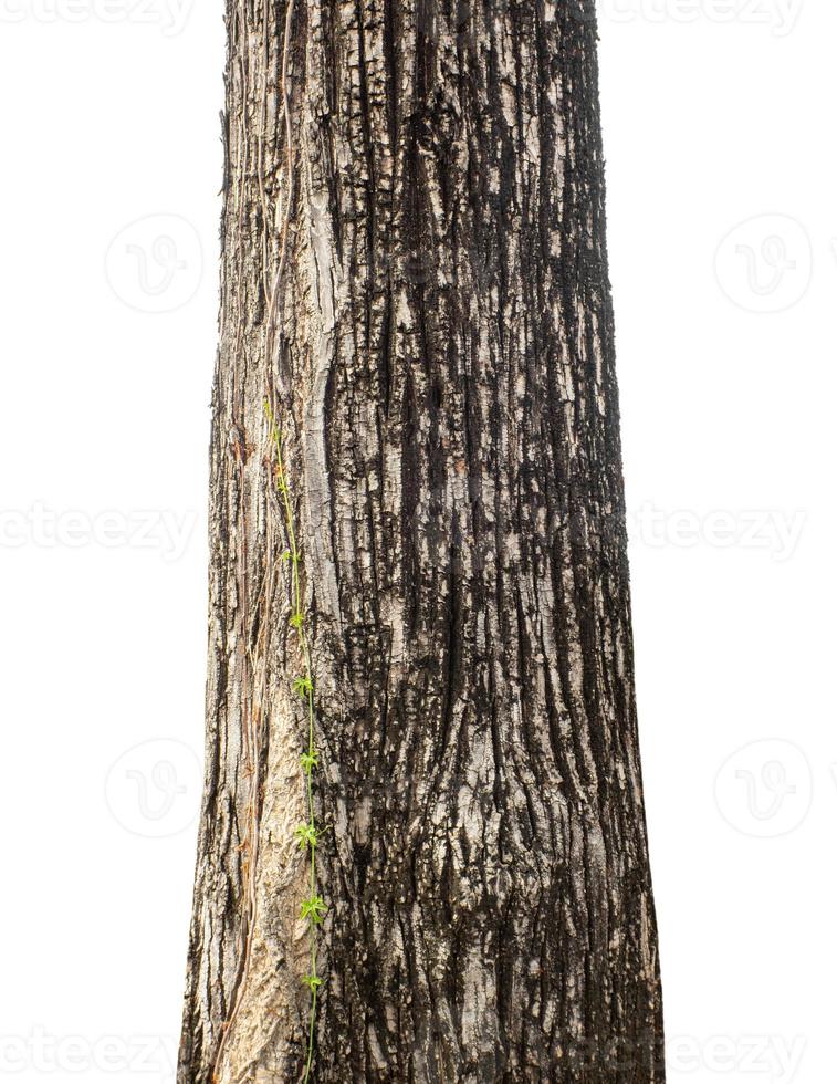 Trunk of a Tree Isolated On White Background photo