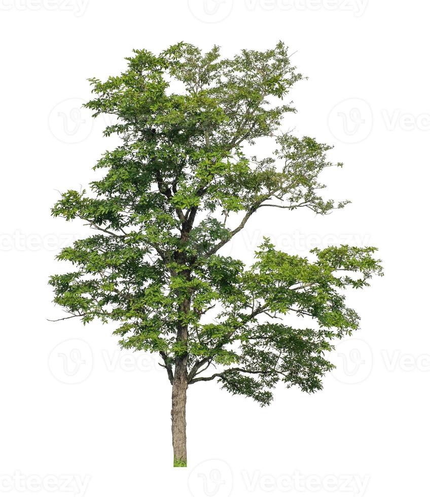 Tree that are isolated on a white background are suitable for both printing and web pages photo