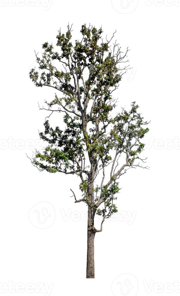 green trees isolated on white background. are forest and foliage in summer for both printing and web pages photo