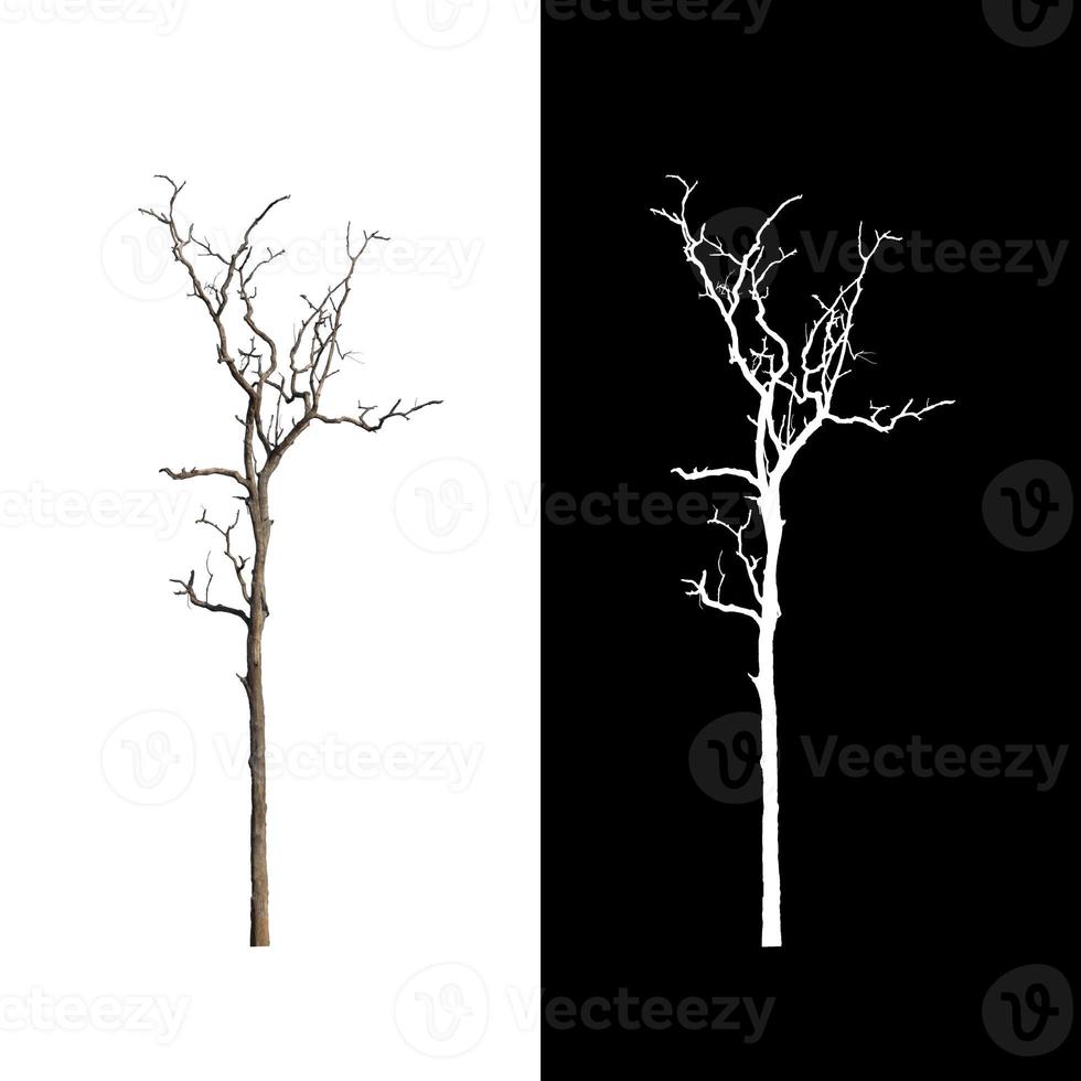 árbol muerto que está aislado en un árbol aislado en fondo blanco con ruta de recorte y canal alfa foto
