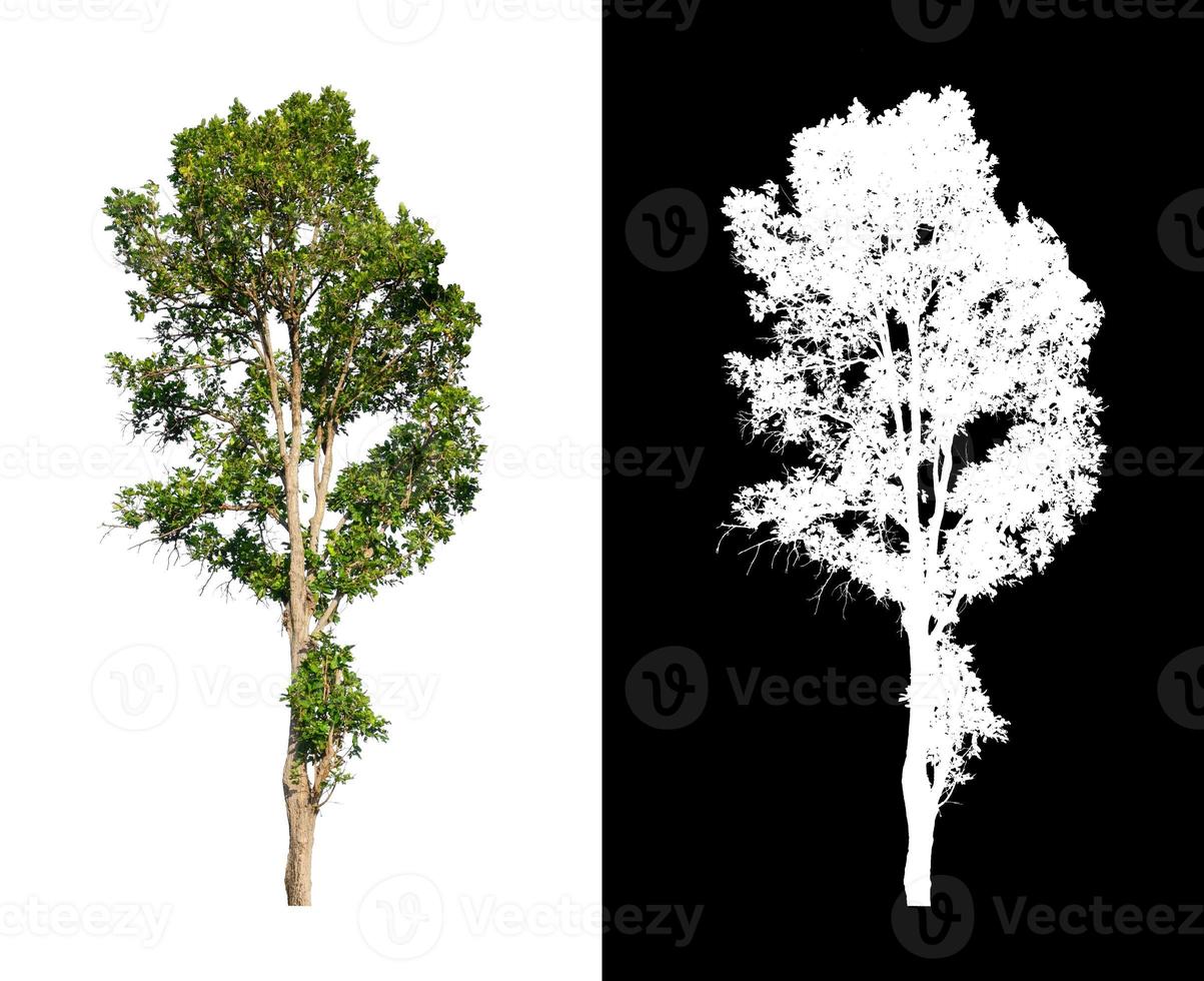 single tree with clipping path and alpha channel on black background photo