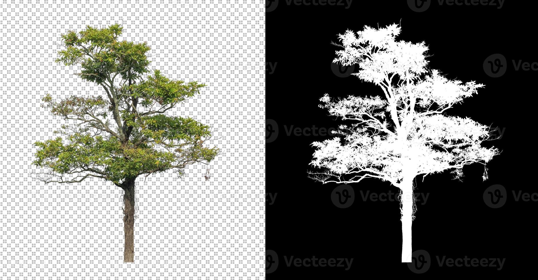 árbol sobre fondo de imagen transparente con ruta de recorte, árbol único con ruta de recorte y canal alfa sobre fondo negro foto