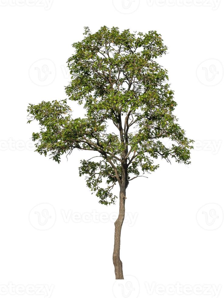 Tree that are isolated on a white background are suitable for both printing and web pages photo