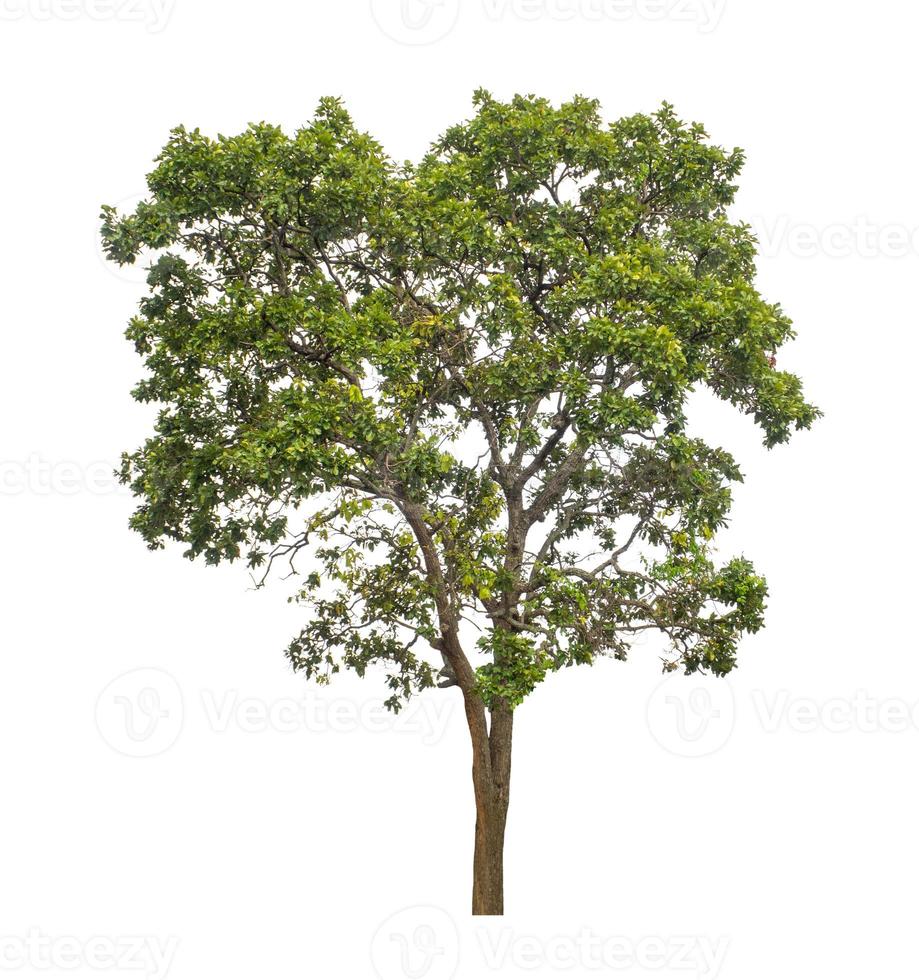 Tree that are isolated on a white background are suitable for both printing and web pages photo