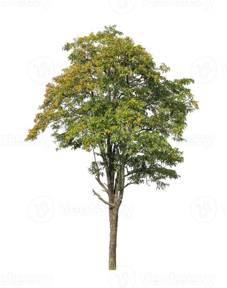 Tree that are isolated on a white background are suitable for both printing and web pages photo