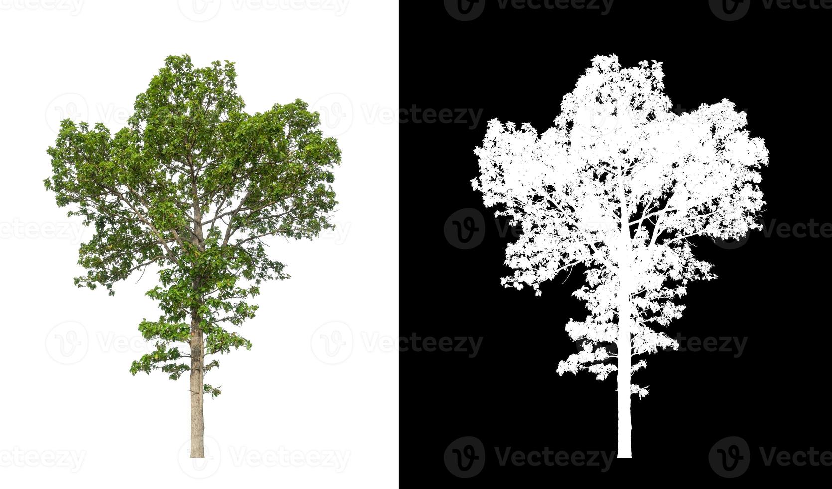 single tree with clipping path and alpha channel on black background photo