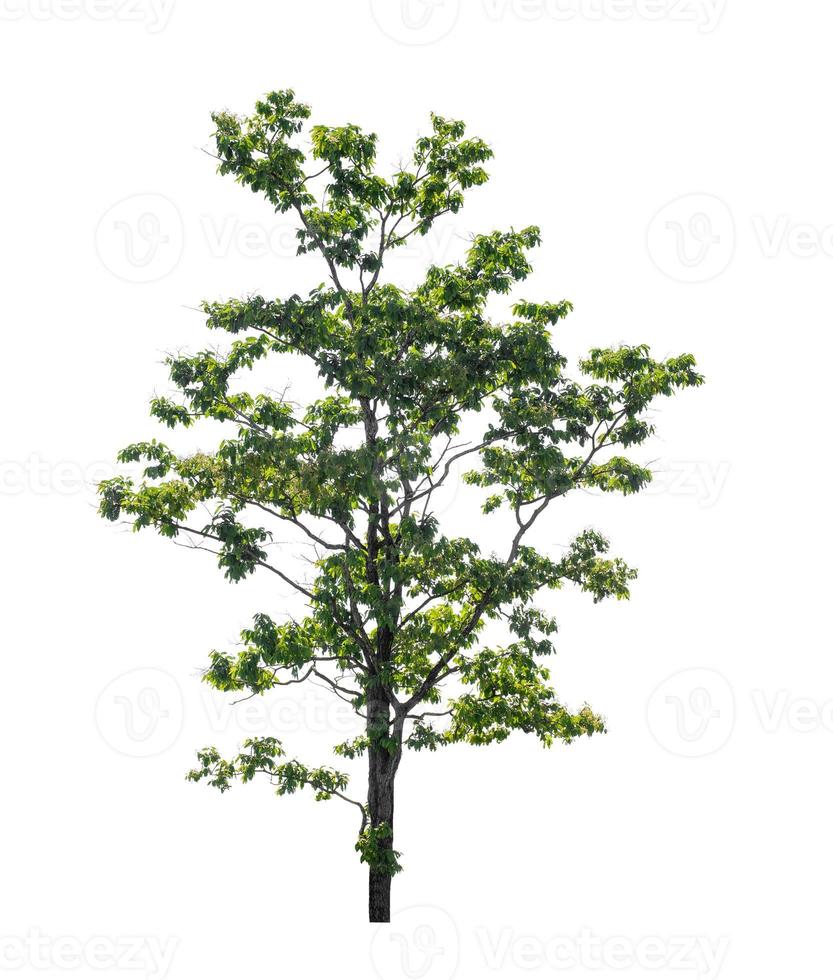 Tree that are isolated on a white background are suitable for both printing and web pages photo